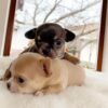 Bonnie and Clyde During Their First Week Small Chihuahua puppies Bonnie and Clyde during their first week