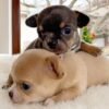 Tiny Bonnie and Clyde Resting Together Tiny Bonnie and Clyde Mini Chihuahua puppies sleeping together