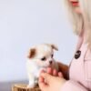Healthy Teacup Long Hair Chihuahua Luna with breeder