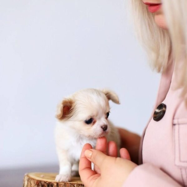 Healthy Teacup Long Hair Chihuahua Luna with breeder