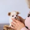 12-week-old Luna Teacup Long Hair Chihuahua puppy with breeder