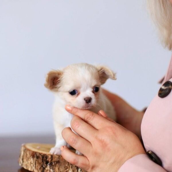 12-week-old Luna Teacup Long Hair Chihuahua puppy with breeder