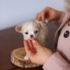 Long Hair Chihuahua Luna looking at the camera while held by the breeder
