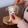 Tiny Luna Teacup Long Hair Chihuahua resting in the breeder's hands