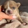 Bonnie 12-week-old female Teacup Chihuahua with breeder holding her face