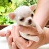 Breeder holding Chico in a vibrant flower garden