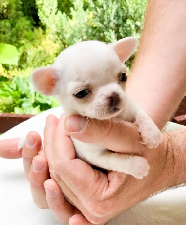 Breeder holding Chico in a vibrant flower garden