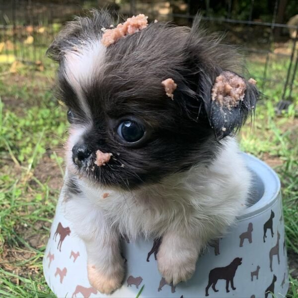 Princess Mia blue white cream teacup Chihuahua puppy sitting inside food bowl with food on head