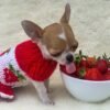 Princess Ruby Standard Chihuahua wearing a red sweater licking fresh strawberries beside a bowl during a playful photoshoot