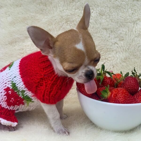 Princess Ruby Standard Chihuahua wearing a red sweater licking fresh strawberries beside a bowl during a playful photoshoot