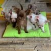 Choco chocolate Chihuahua puppy sitting with siblings inside home