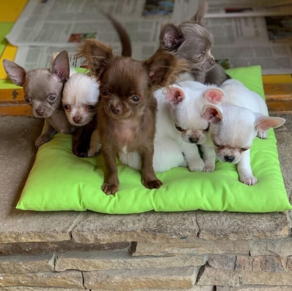 Choco chocolate Chihuahua puppy sitting with siblings inside home