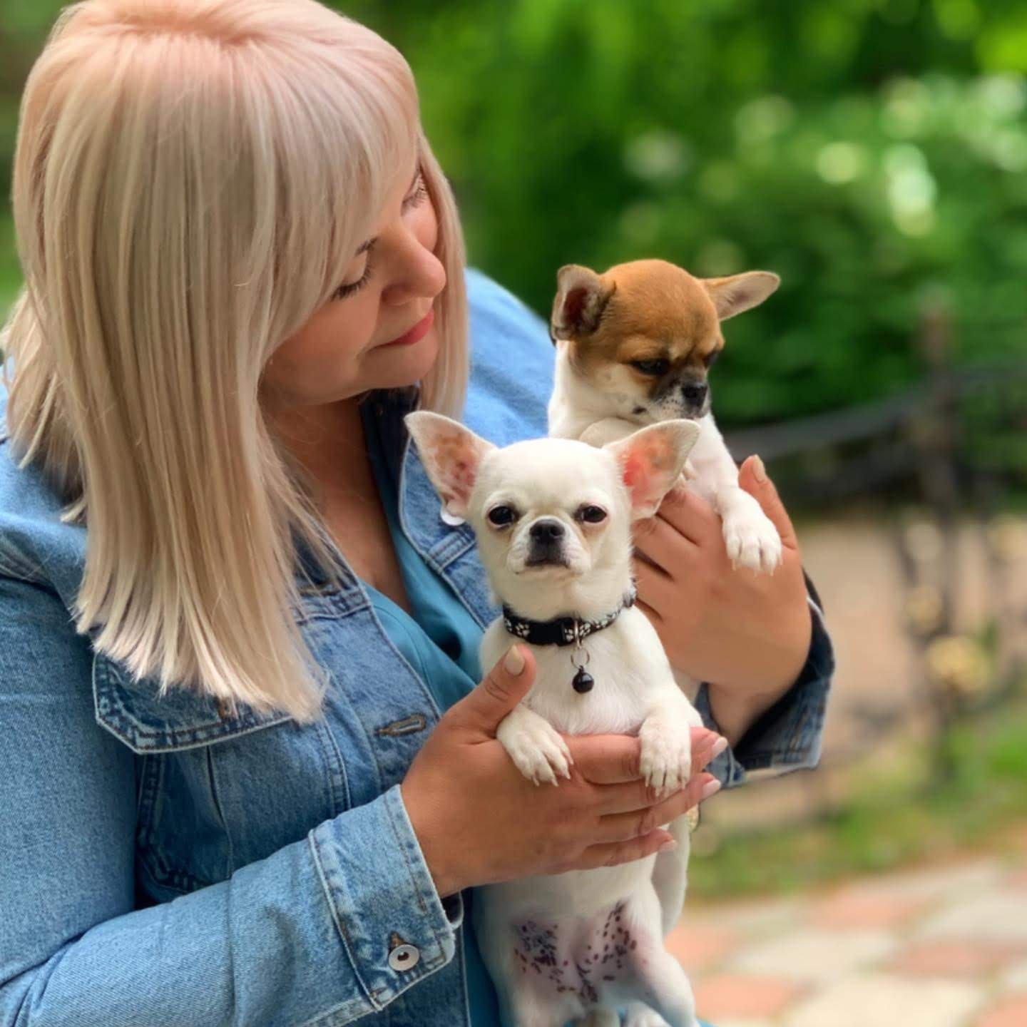 Contact Chihuahua Hub – Trusted Chihuahua breeder holding two healthy Chihuahua puppies and welcoming future pet owners.