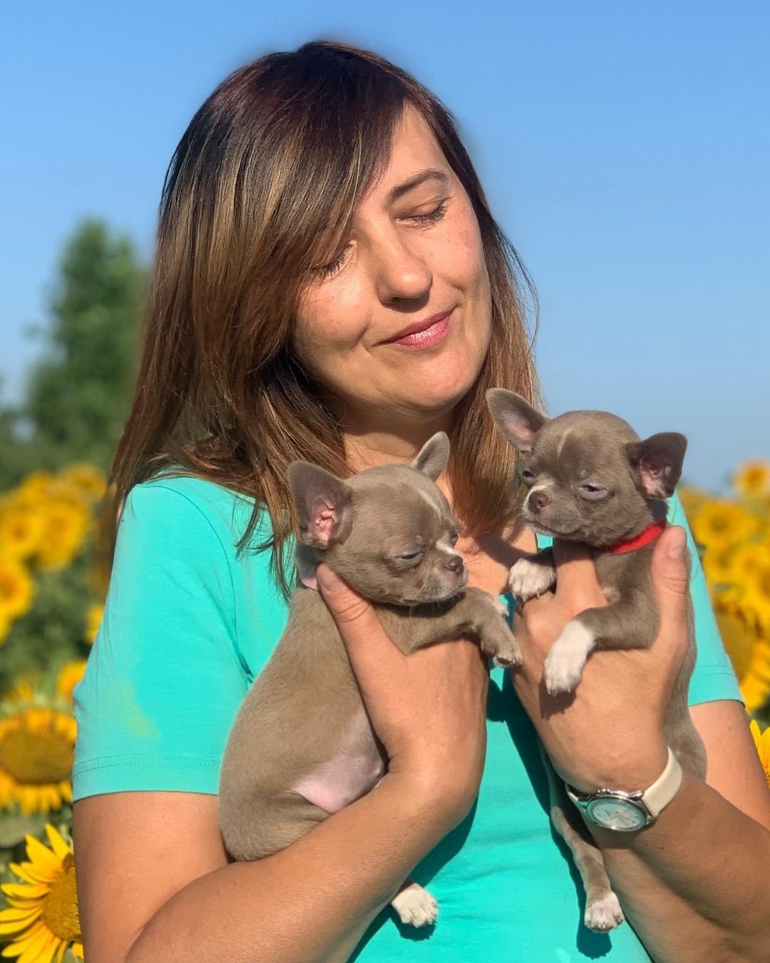 Happy Chihuahua owner receiving lifetime breeder support with their puppy