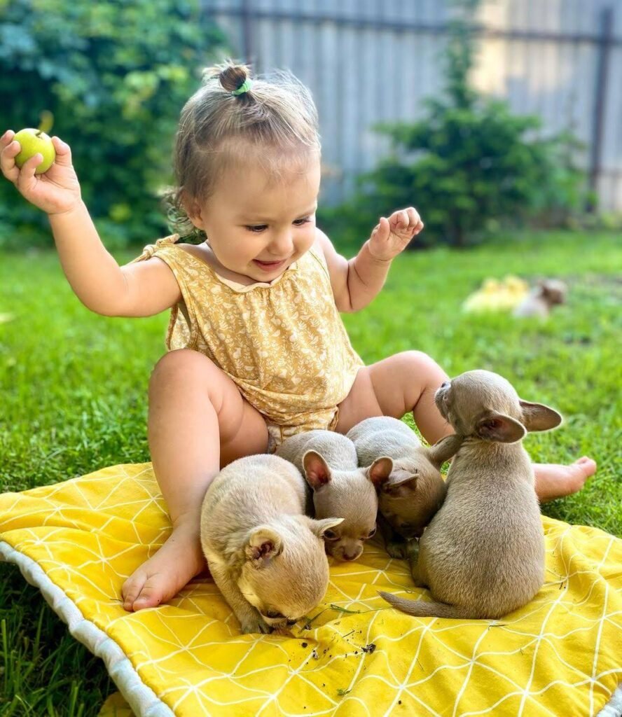 Family bonding with adorable Chihuahua puppies in the Chihuahua Hub play yard