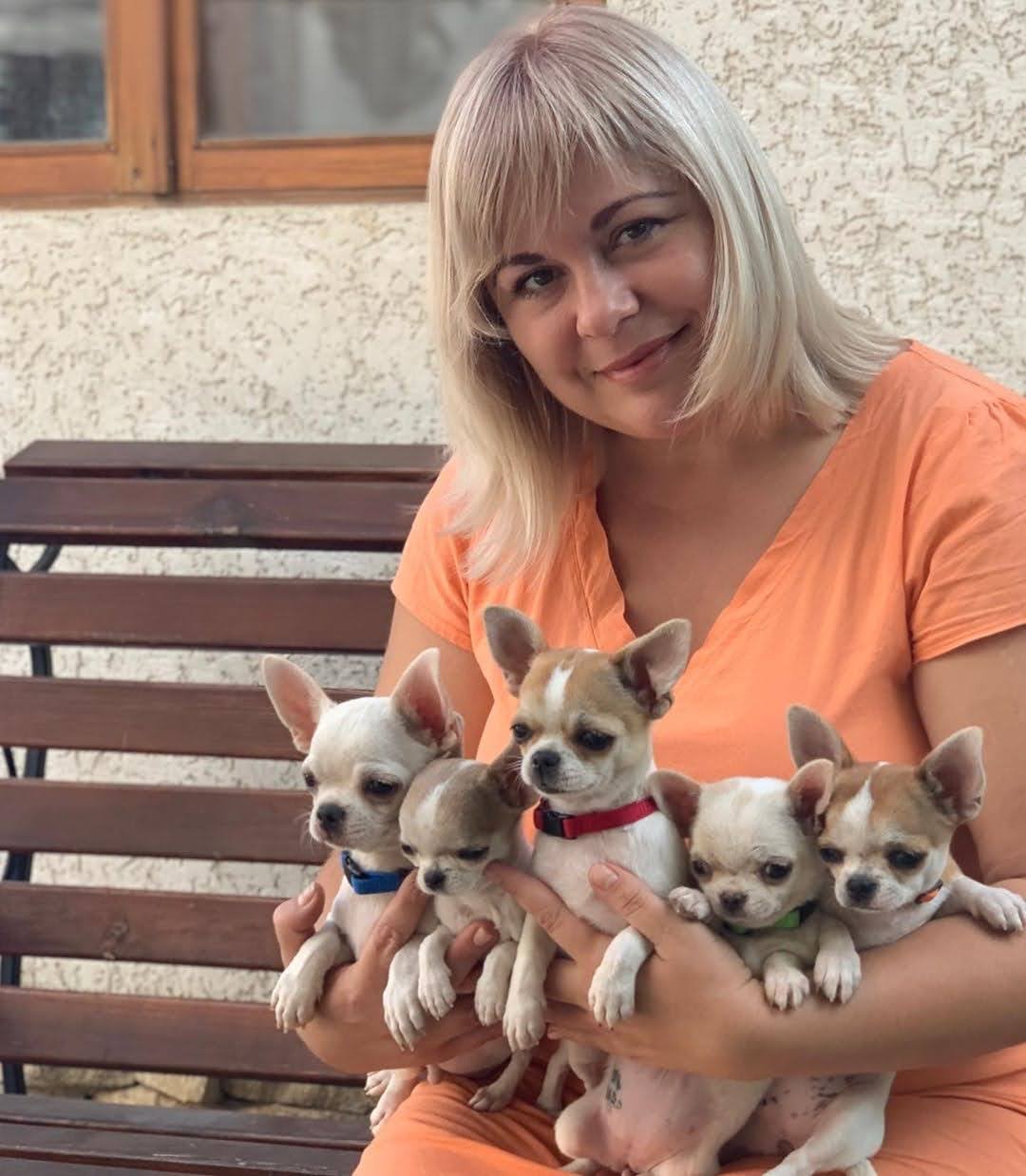 Experienced Chihuahua breeder holding healthy Chihuahua puppies