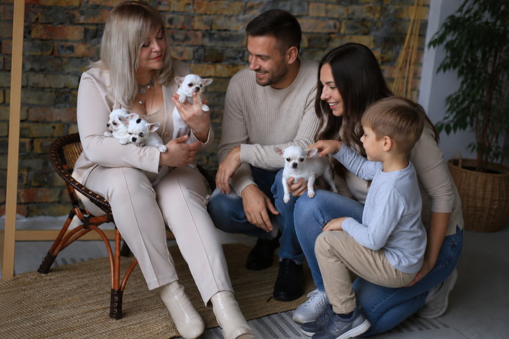 Contact Chihuahua Hub – Happy family meeting a trusted Chihuahua breeder while holding healthy white Chihuahua puppies in a cozy indoor setting.