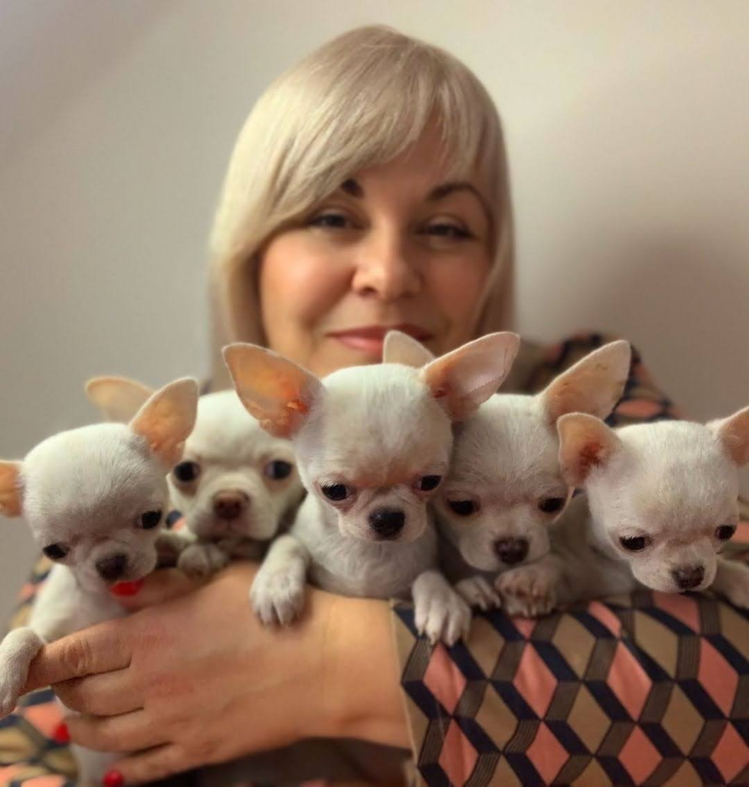 Happy Chihuahua puppies sitting beside their caring breeder outdoors at Chihuahua Hub