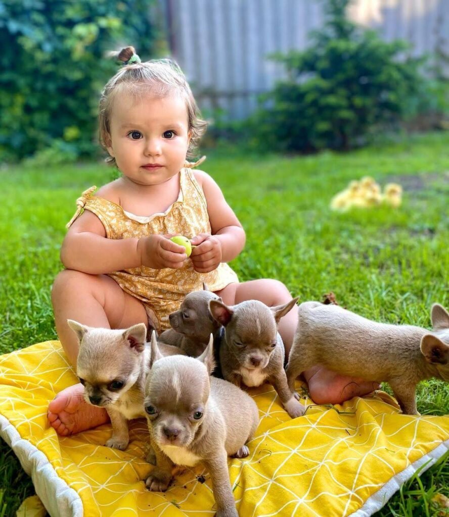 Contact Chihuahua Hub – Little girl sitting beside many adorable Chihuahua puppies at a trusted Chihuahua breeder.