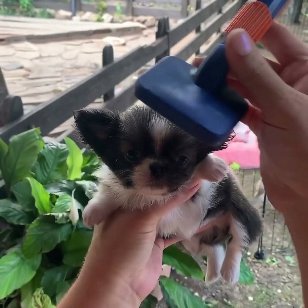 Black and white long-haired Chihuahua puppy being gently brushed with a slicker brush.