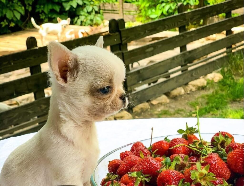 Tiny cream-colored Chihuahua puppy looking at a bowl of fresh strawberries outdoors.